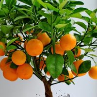 Mirá estos increíbles consejos para sembrar tu propia planta de mandarina en una maceta