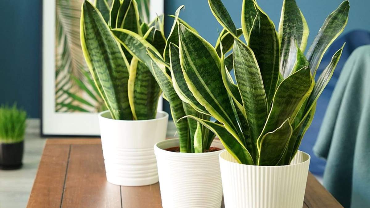 Planta. Fuente: (X)