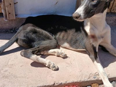 Añelo: rescataron un perro en pésimas condiciones