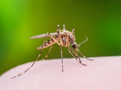 Las 3 plantas más buscadas que ahuyentan los mosquitos y llenan tu jardín de color y rico aroma