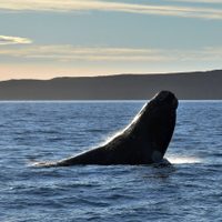 Aborrecible actitud de buzos en San Antonio Oeste: quisieron montar una ballena franca austral