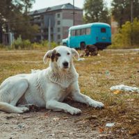 Lo que los científicos aprendieron de los "perros de Chernóbil"
