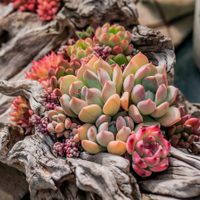 4 variedades de suculentas aromáticas para perfumar tu hogar