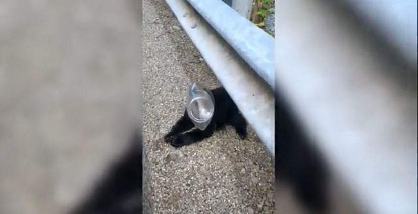 Cachorro de oso en riesgo