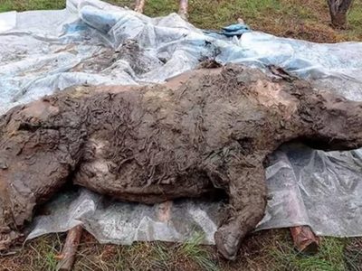 Hallan en Siberia un rinoceronte lanudo congelado hace 20 mil años