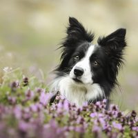 Si quieres conquistar con un cachorro regala esta raza a tu pareja, según su signo