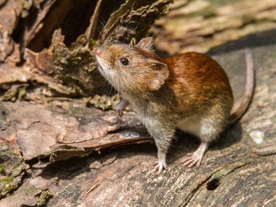 ¿Cómo continúa la única víctima del hantavirus en Neuquén?
