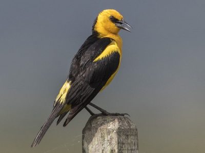 Curiosidades sobre el Tordo Amarillo, el pájaro más hermoso y noble que está en peligro de extinción