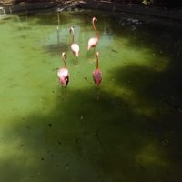 Aseguran una jirafa y 4 flamencos en zoológico de Nuevo León