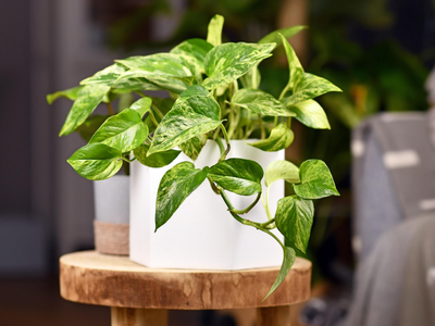 El verdadero truco de los jardineros para tener la planta de Potus sana y con muchas hojas todo el año