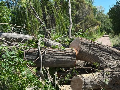 Hay unos 20.000 árboles muertos o secos en Mendoza