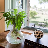 Conocé las plantas que podés tener en agua y crecen igual de hermosas que sembradas en tierra