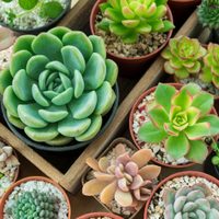 El truco totalmente gratis para mantener tus suculentas hermosas y sanas todo la vida