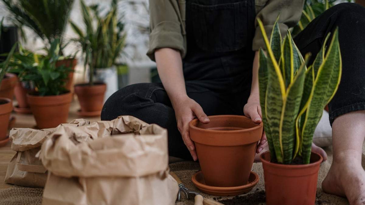 Sansevieria. Fuente: (Instagram)