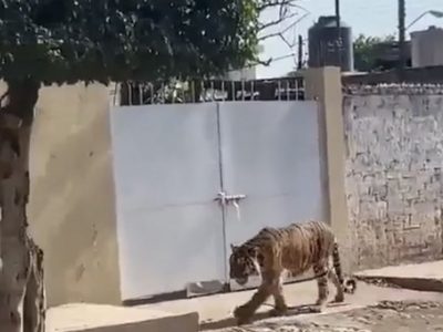 Tigre de bengala deambulando en la calle sorprende a habitantes de Tecuala, Nayarit (Video)