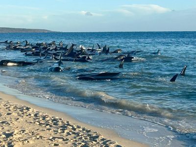 Más de 100 ballenas piloto varadas en la costa de Australia fueron rescatadas, según experto