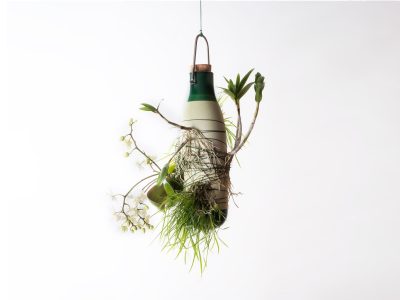 Plantas epífitas: conocé la especie que se alimenta del aire