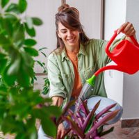Secreto viverista: el trucazo para reproducir tu planta Maranta y tener la colección más abundante