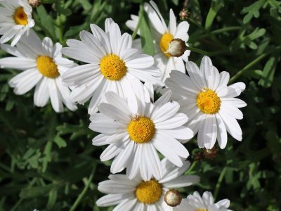 10 plantas con flores que soportan el pleno sol y llenan de color cualquier jardín