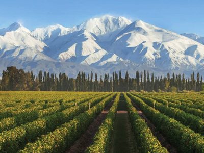 Por quinto año cae la facturación del vino en Argentina