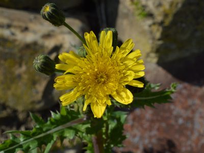 No arranques esta planta que crece como maleza en tu jardín porque es un verdadero tesoro