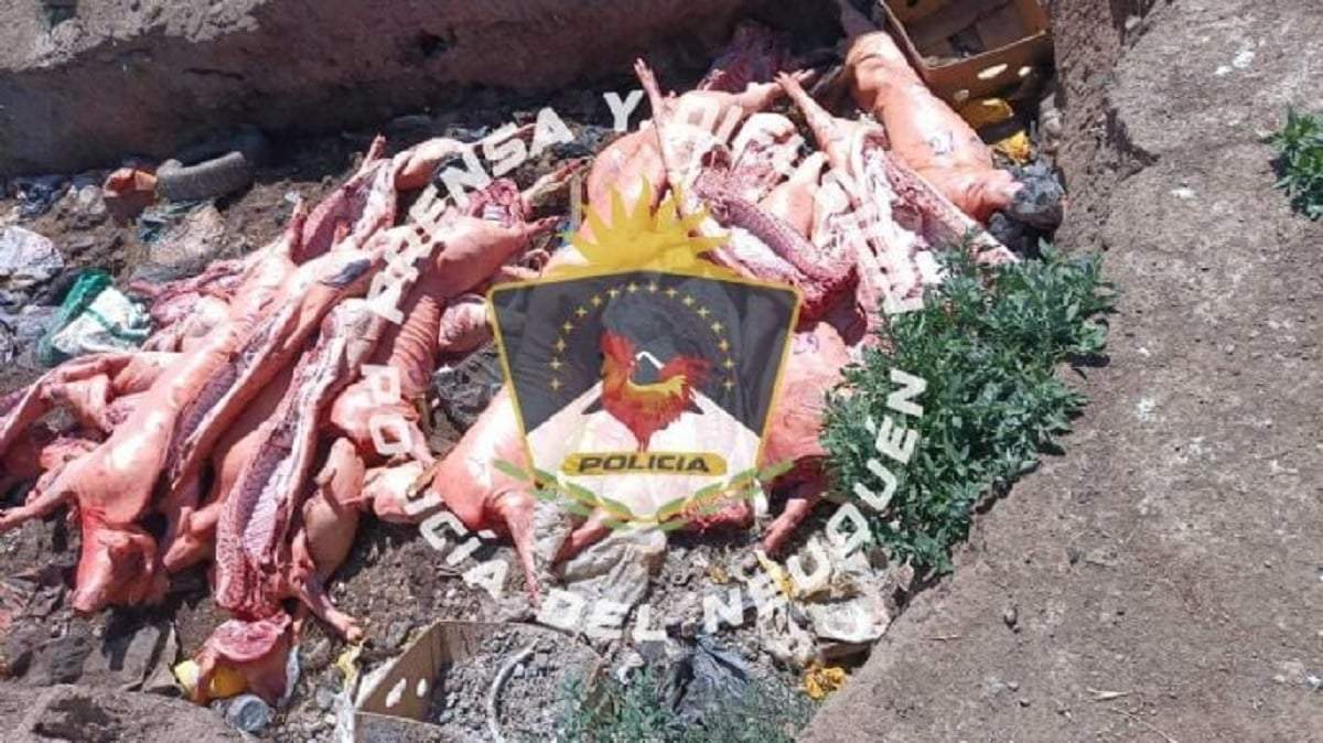 Las 27 media res de cerdo eran transportadas de manera irregular. Fuente (Policía de Neuquén)