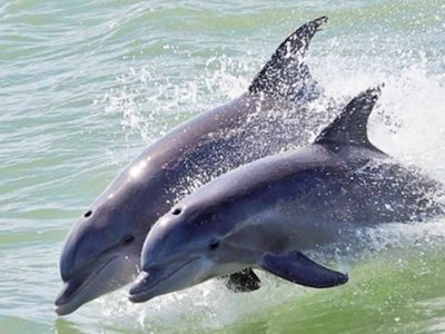Diputados aprueban la reforma que prohíbe el uso de animales marinos en espectáculos