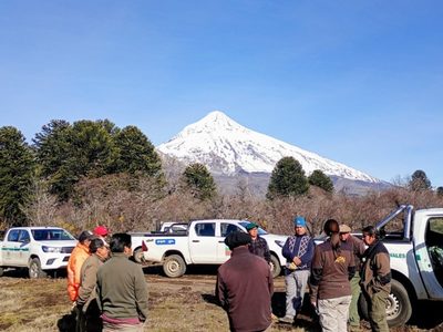 Renace Valle Magdalena: el plan del Parque Lanín para recuperar el bosque tras el fuego