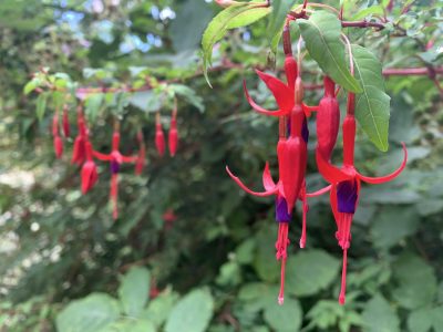 Nativa de la Patagonia, la aljaba sorprende en primavera por la belleza de sus flores rojas