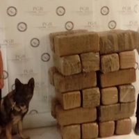 Aseguran 150 kilos de mariguana en empresa de paquetería propiedad de diputado panista