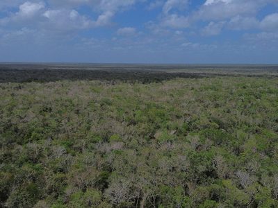 Greenpeace pide publicar prohibición a Cemex para extraer material de la selva de Tulum