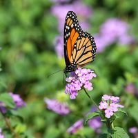 Conocé esta planta de exóticas flores que le da color a tu jardín y atrae muchas mariposas