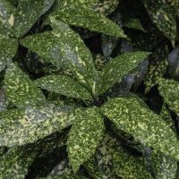 La hermosa planta de interior o exterior que esconde un secreto bajo sus hojas