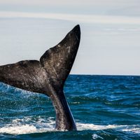 No es Puerto Madryn: descubrí el rincón de la Patagonia que fascina con excursiones de ballenas