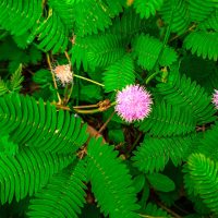 Bella y delicada: la planta “vergonzosa” que cierra sus hojas al tocarla