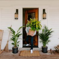 Conocé las plantas de interior que conquistarán el 2021