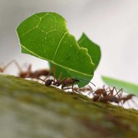 El truco ecológico para repeler a las hormigas de tus plantas sin químicos que contaminen