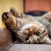Con un elemento que tenés en la cocina, creá un ambiente saludable para tu gato sin gastar un peso