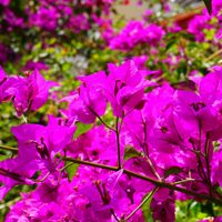 Sin químicos costosos: el truco de los jardineros para que tu Santa Rita regale las flores más hermosas todo el año