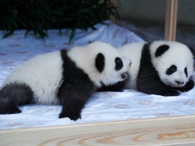 Este es el nombre que les pusieron a las nuevas pandas gemelas en el Zoológico de Berlín