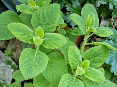 La suculenta medicinal que puede llevarte a la muerte si la usas mal