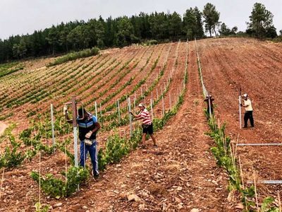 Venta de vinos naturales en tiempos de modalidad virtual
