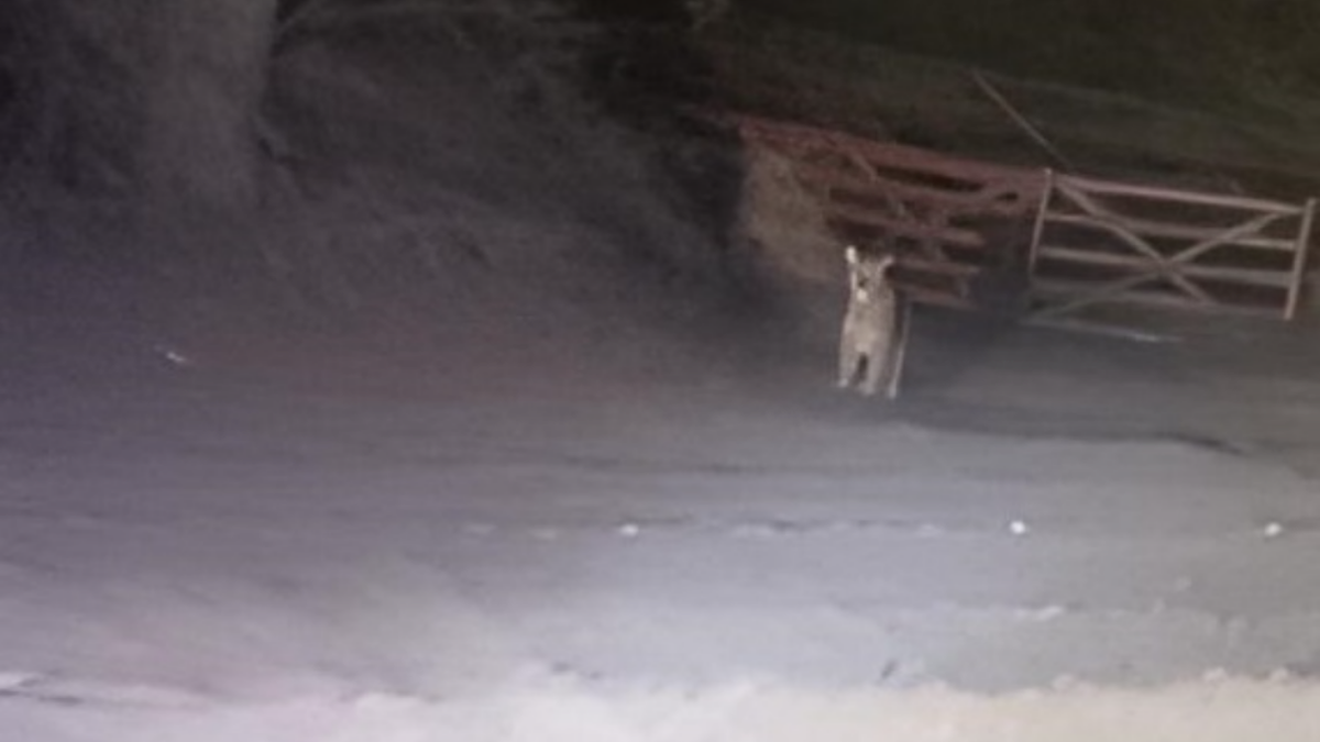 Puma en Villa Pehuenia. Fuente: (Pehuenia online)