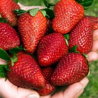 Te sorprenderá: la forma correcta de lavar las frutillas y sacarles la suciedad antes de comerlas