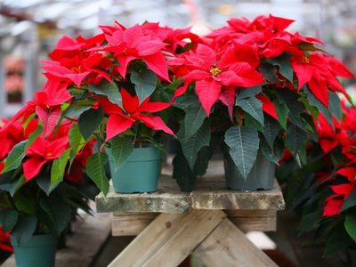 5 plantas de interior con flores que, además de embellecer tu hogar, son buenas para tu salud y no lo sabías