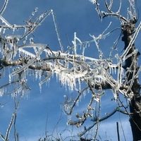 Productores de Neuquén que fueron afectados por las heladas cobraron su resarcimiento