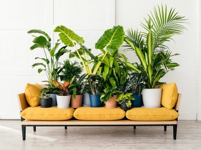 El patrón de la naturaleza: conocé 5 plantas que parecen pintadas