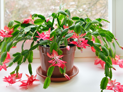 Suculentas: tres crasas con flores, ideales para tener en espacios interiores