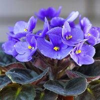 Se acerca la primavera: estas son las plantas de interior que podés tener dentro de tu casa
