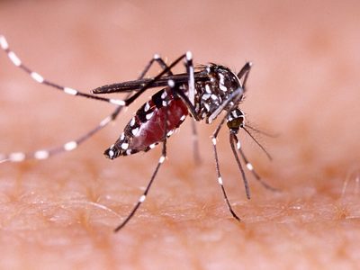 El dengue no da tregua en la provincia de Buenos Aires, ya se registraron más de 150 casos en 2020